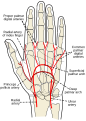 Palm of left hand, showing position of skin creases and bones, and surface markings for the volar arches.