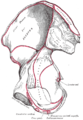 Right hip bone, internal surface