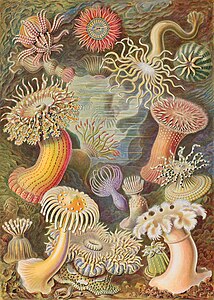 Sea anemones, by Ernst Haeckel