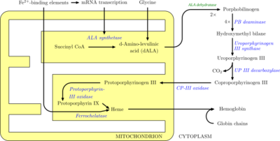 Síntese do hemo. Algnhas das reaccións son citoplasmáticas e outras mitocondriais.