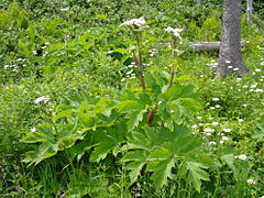 Plante entière.