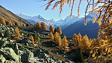 Plusieurs arbres orange dans un paysage rocheux.