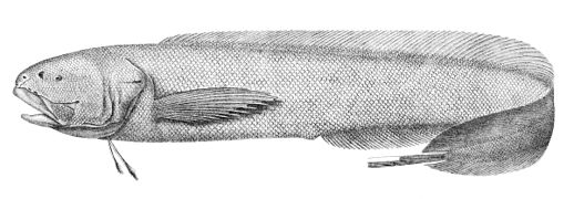 Holcomycteronus brucei