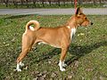 Basenji