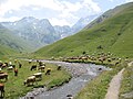 Troupeau de vaches dans le grand replat de la vallée de la Géla, au bord de la Neste. Au fond, le pic de Port Vieux à gauche, et la muraille de Barroude à droite.