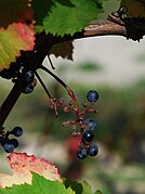 Petits fruits portées par une lambrusque femelle.