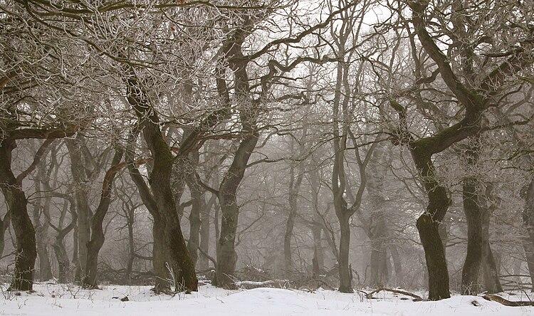 Дубовый лес (Quercus robur) в Langå, Дания