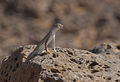 Lesser earless lizard