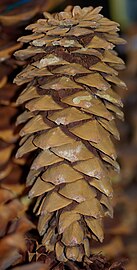 Limber pine cone from San Jacinto Mountains