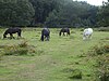 Litcham Common