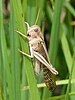 Solitary male African migratory locust