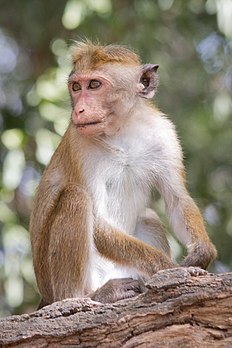 Un macaque à toque (Macaca sinica) du parc national de Yala (Sri Lanka). (définition réelle 2 252 × 3 379)