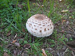 Macrolepiota excoriata