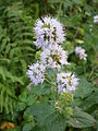 Mentha aquatica