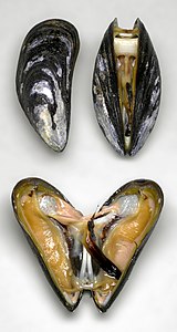 Blue mussel anatomy, by Rainer Zenz