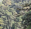 Forêt pluviale de montagne près de Sérédou (limite nord du massif de Ziama).