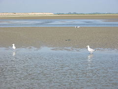 L'estran de l'estuaire de la Somme et de la Maye.