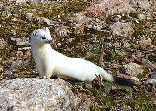 The ermine, or stoat. Once considered the most noble of animals because it would rather die than dirty its fur.