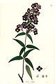 Osbeckia ternifolia