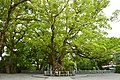 Great camphor tree (Naruto city Natural Monument)