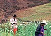 Photograph of people harvesting opium