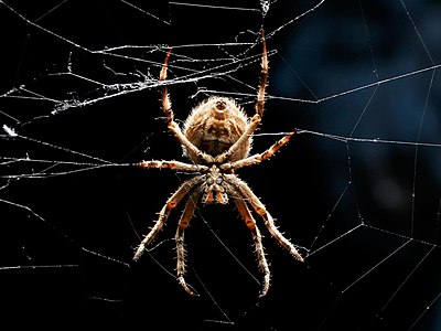 Australian garden orb weaver spider, by Fir0002