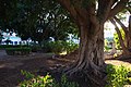 Un particolare del Giardino Garibaldi di Palermo in piazza Marina