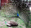 A blue peacock courting a blue peahen.