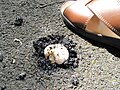 Image 15Agaricus bitorquis mushroom emerging through asphalt concrete in summer (from Mushroom)