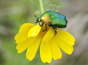 נחושתית הקוצים Protaetic cuprea ignicollis (צלם: ד"ר צחי אבנור)