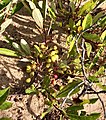 Cherries (mostly unripe) growing on branches