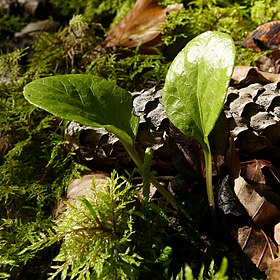 Pyrola rotundifolia