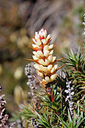 Richea Scoparia-2