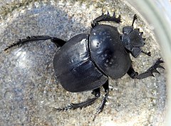 Description de l'image Scarabaeus semipunctatus - Camargue.jpg.