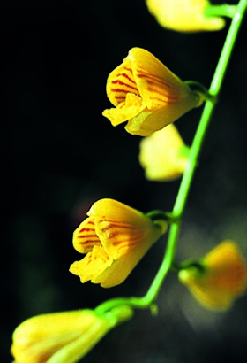 Scelochilus tuerckheimii