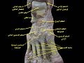 Ankle and tarsometarsal joints. Bones of foot.Deep dissection.