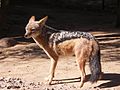 Black backed jackal