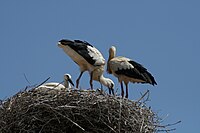 Plenty of storks, all ower the place, standing beside the road, on rooftops, poles, around in parks and lakes, lovely.