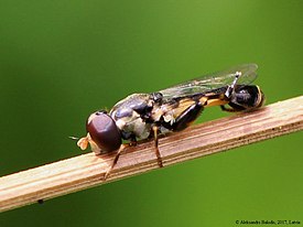 Syritta pipiens actual size 6.5–9.5 mm (1⁄4–3⁄8 in)