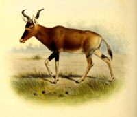 Swayne's hartebeest