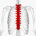 موضع الفقرات الصدرية (موضح باللون الأحمر).
