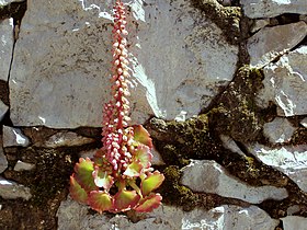 Umbilicus rupestris em flor, na Nazaré, Portugal. A flor pode tomar uma coloração vermelha com a luz do sol.