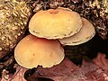 A Hypholoma dans un trou profond dans l'entrejambe du tronc d'un Aulne (« Alnus »).