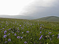 Steppes at the Shirak plateau northwest of Amasia