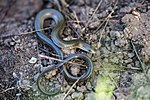 Chalcides guentheri