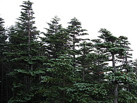 Abies mariesii