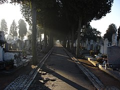 A narrow walking path shaded by trees with rows of graves on either side