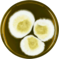 Aspergillus latus growing on MEAOX plate