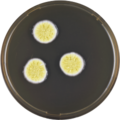 Aspergillus luppii growing on MEAOX plate