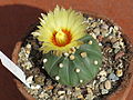 Astrophytum asterias cv. nudum